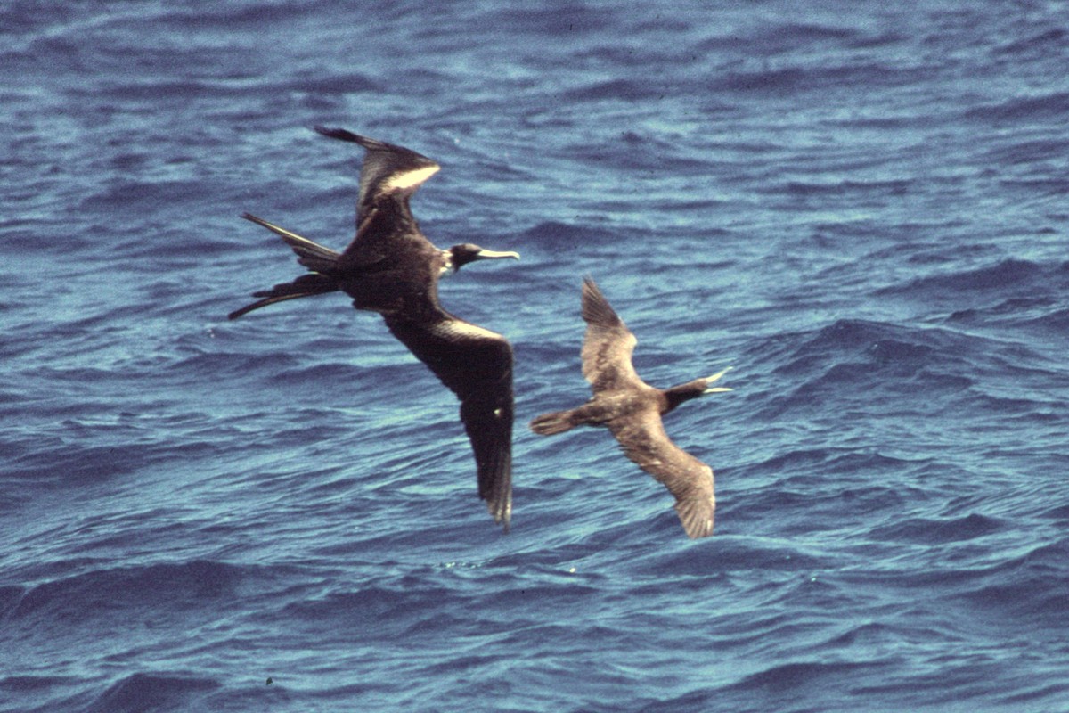 Великолепный фрегат - ML646533579