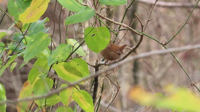 Winter Wren - ML646533580