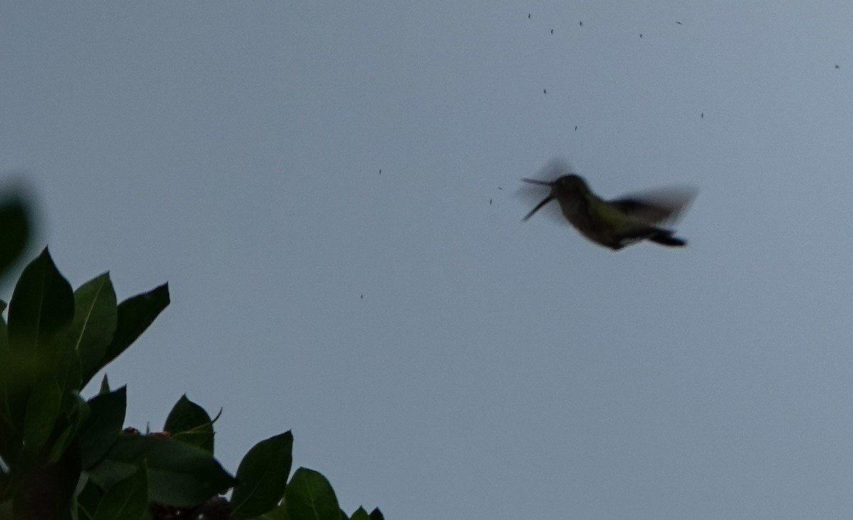 Ruby-throated Hummingbird - ML646533581