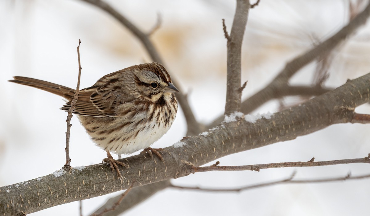 sangspurv - ML646533583