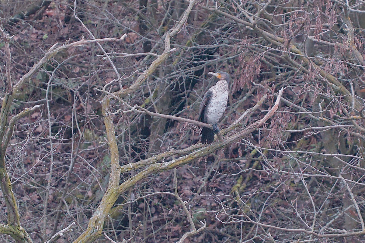 Great Cormorant - ML646533585