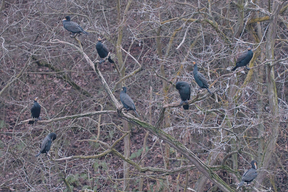 Great Cormorant - ML646533587