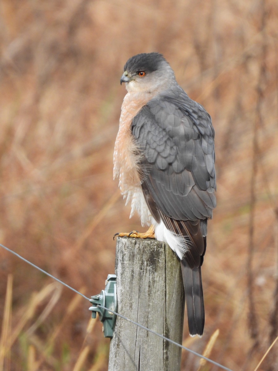 Cooper's Hawk - ML646533589