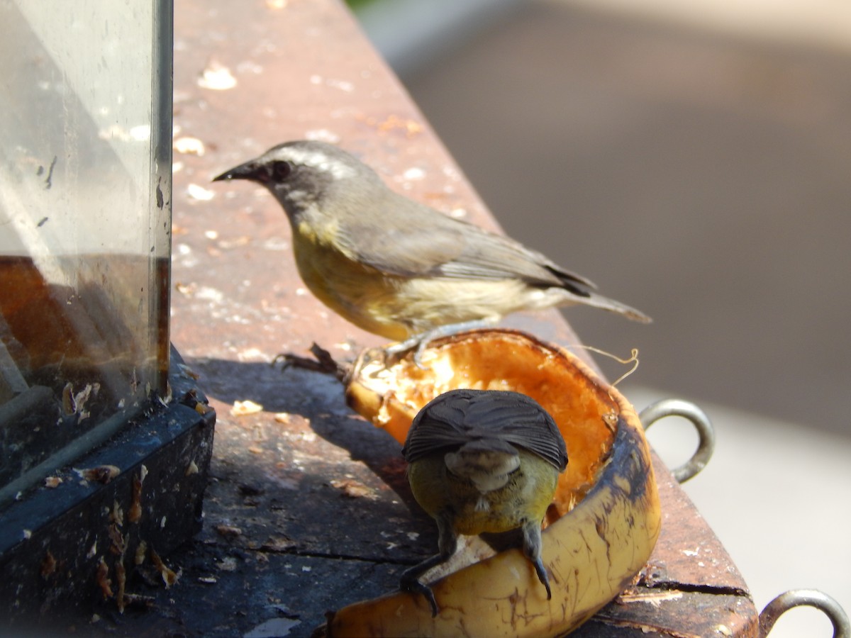 Bananaquit - ML646533591