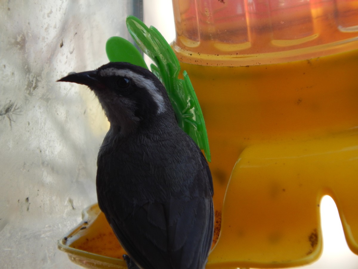 Bananaquit - ML646533592