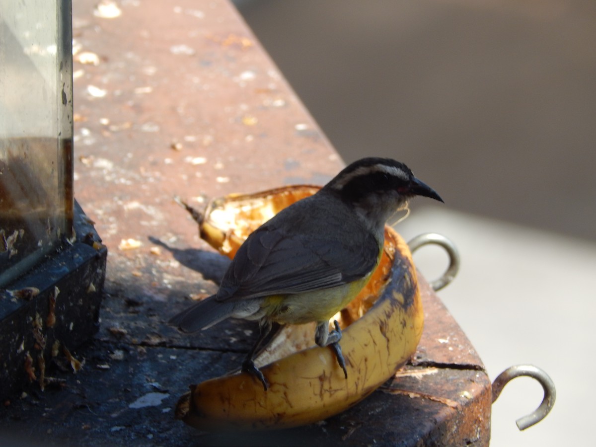 Bananaquit - ML646533593