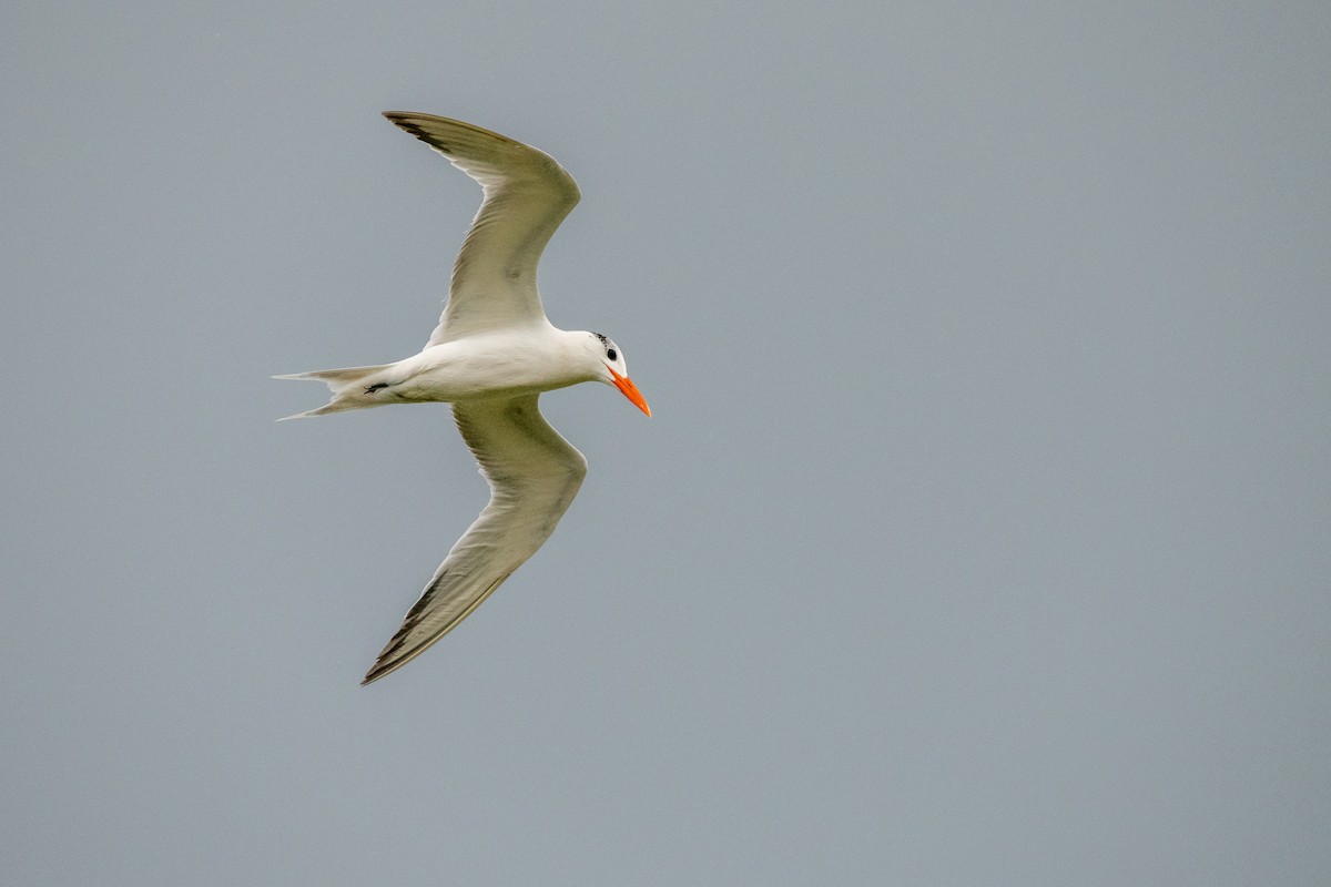 Royal Tern - ML646533599