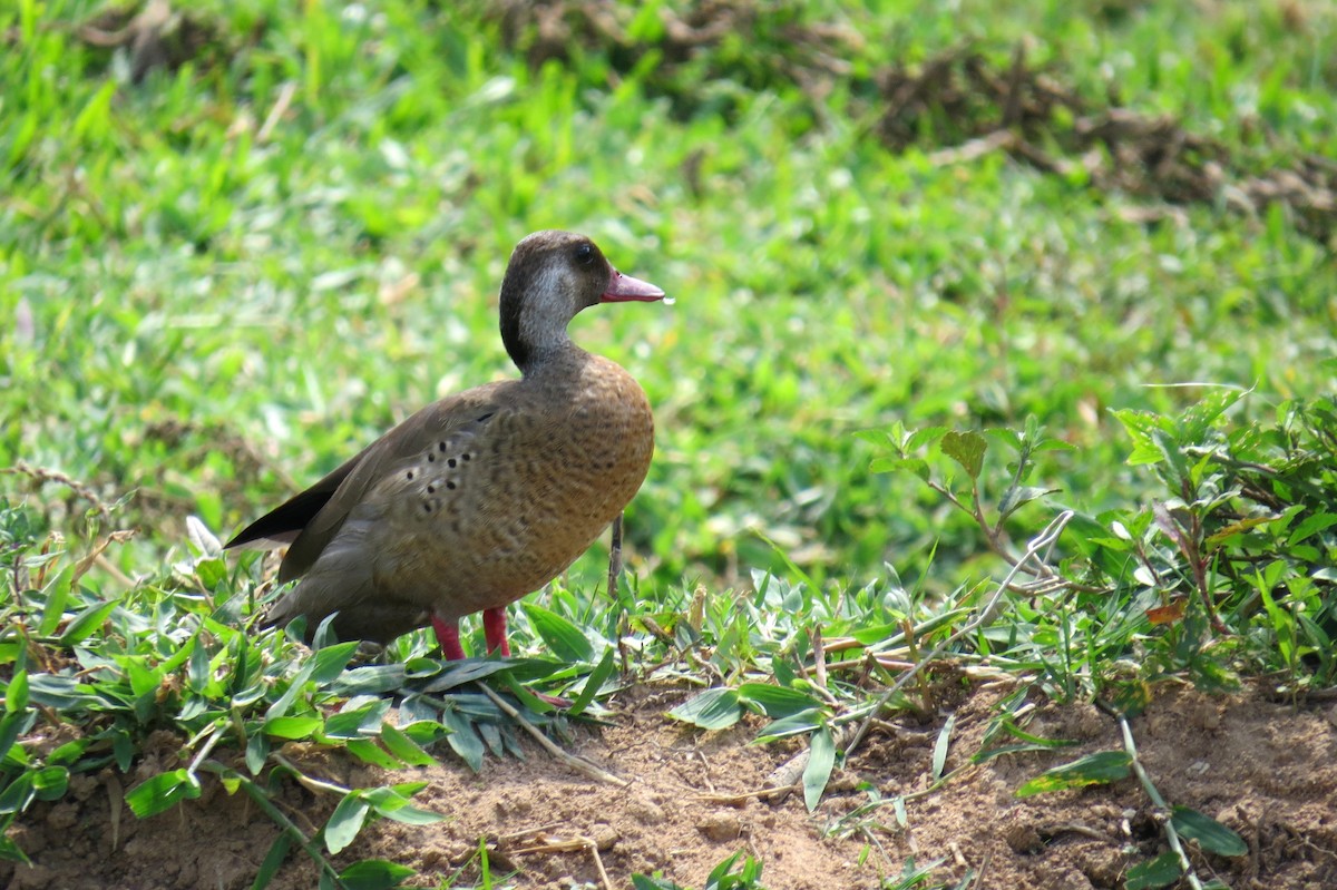 Бразильский чирок - ML646533600