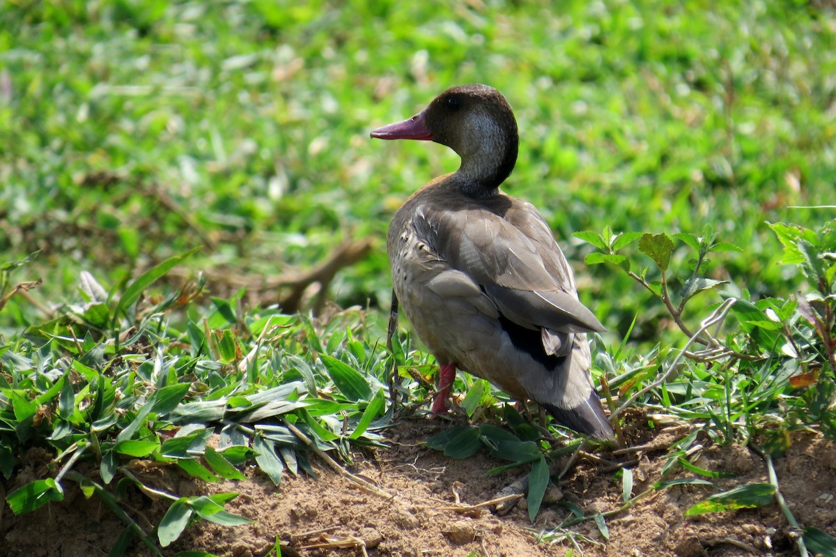 Бразильский чирок - ML646533601