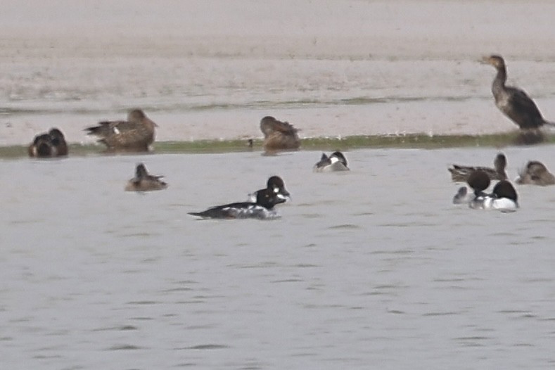 Quattrocchi - ML646533607