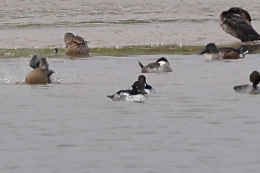 Quattrocchi - ML646533608