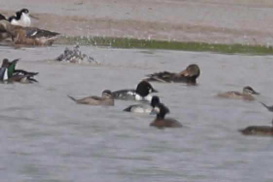 Quattrocchi - ML646533609