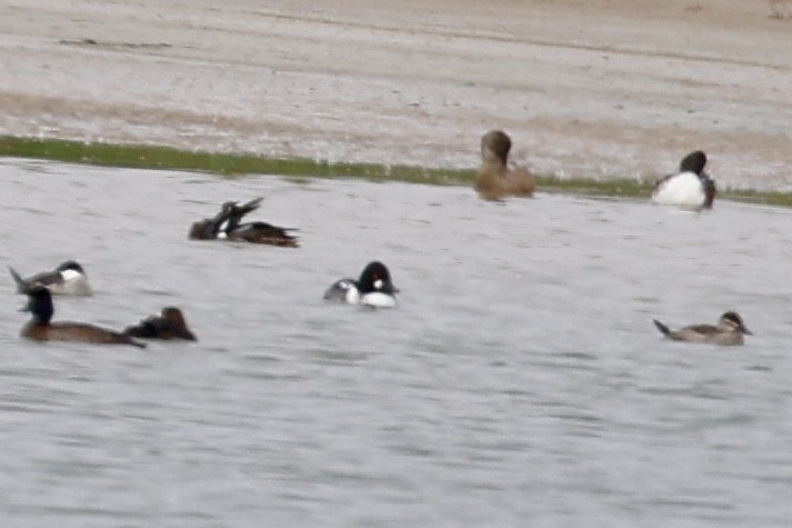 Quattrocchi - ML646533610