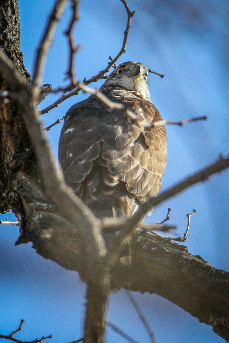 Cooper's Hawk - ML646533612