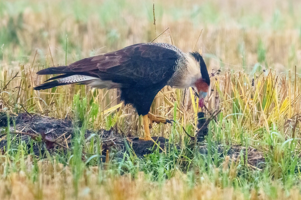 Schopfkarakara - ML646533613