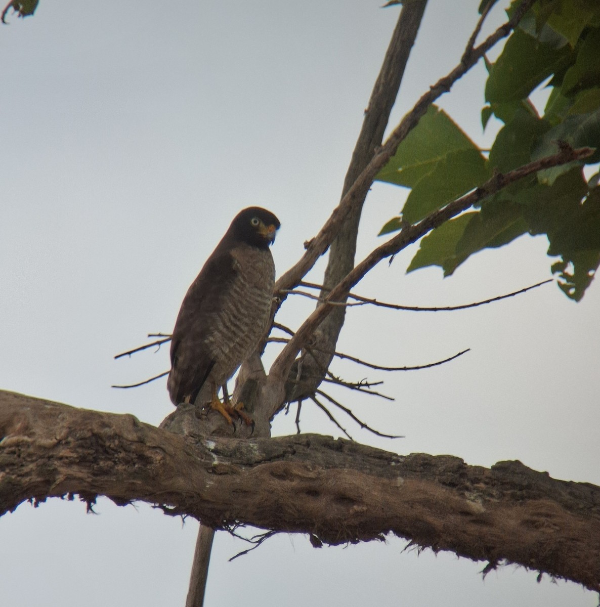Roadside Hawk - ML646533614