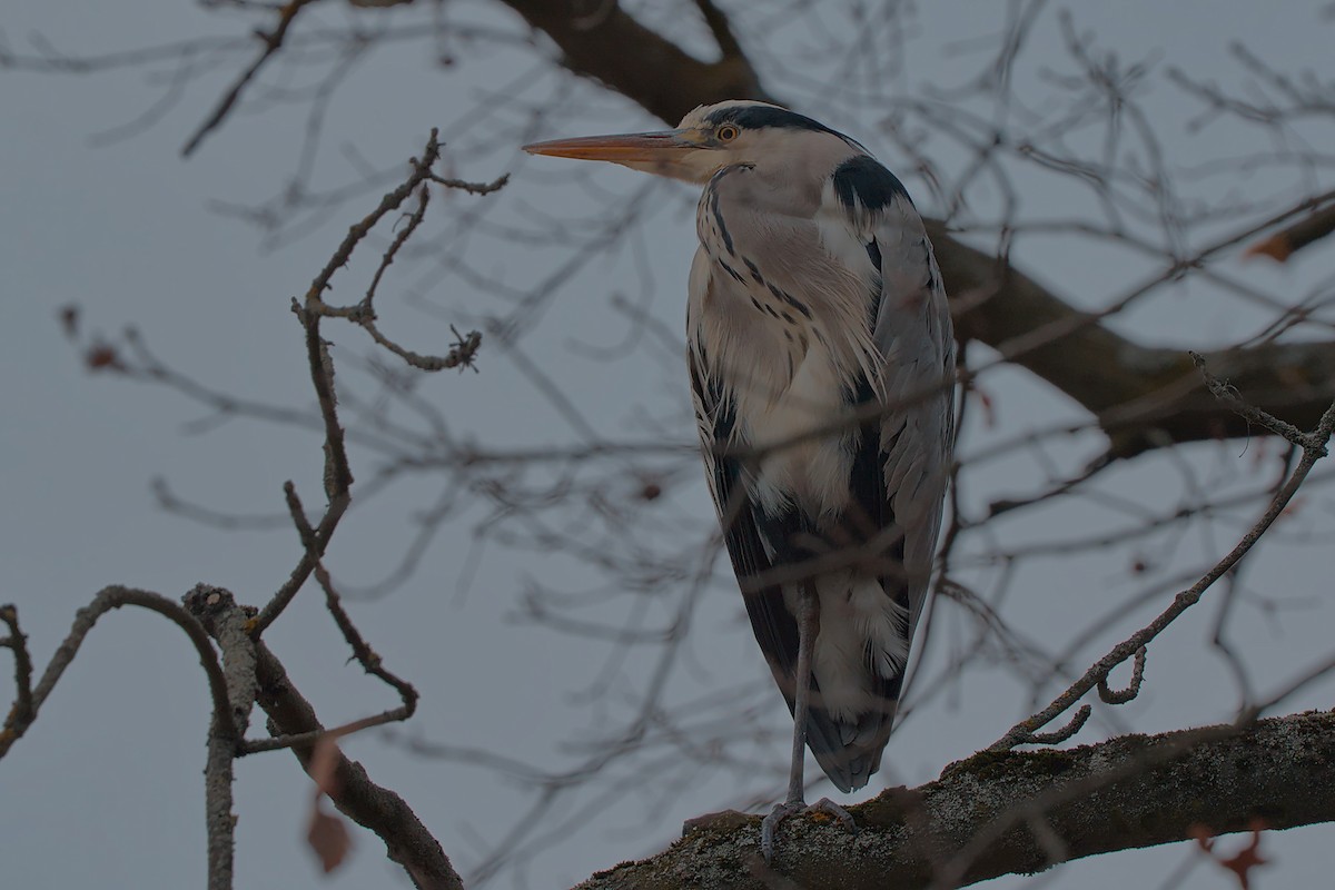 Gray Heron - ML646533616