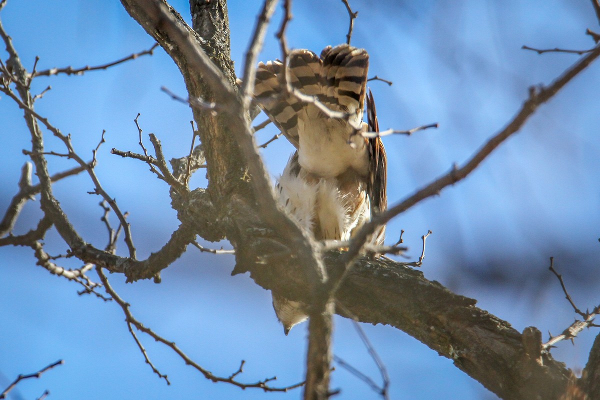 Cooper's Hawk - ML646533619