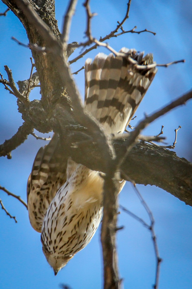Cooper's Hawk - ML646533623