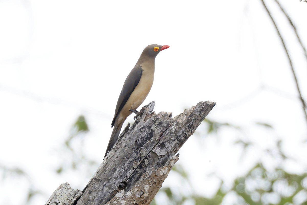 Red-billed Oxpecker - ML646533625