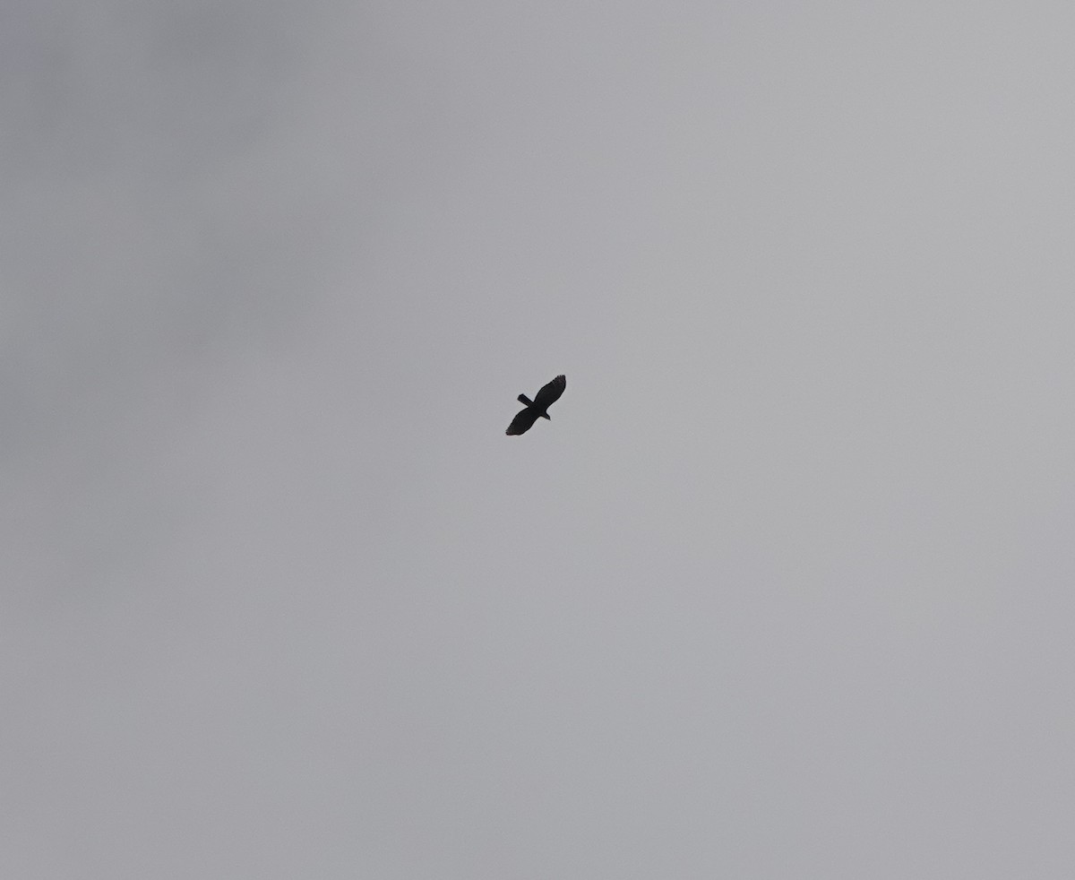 Ornate Hawk-Eagle - ML646533626