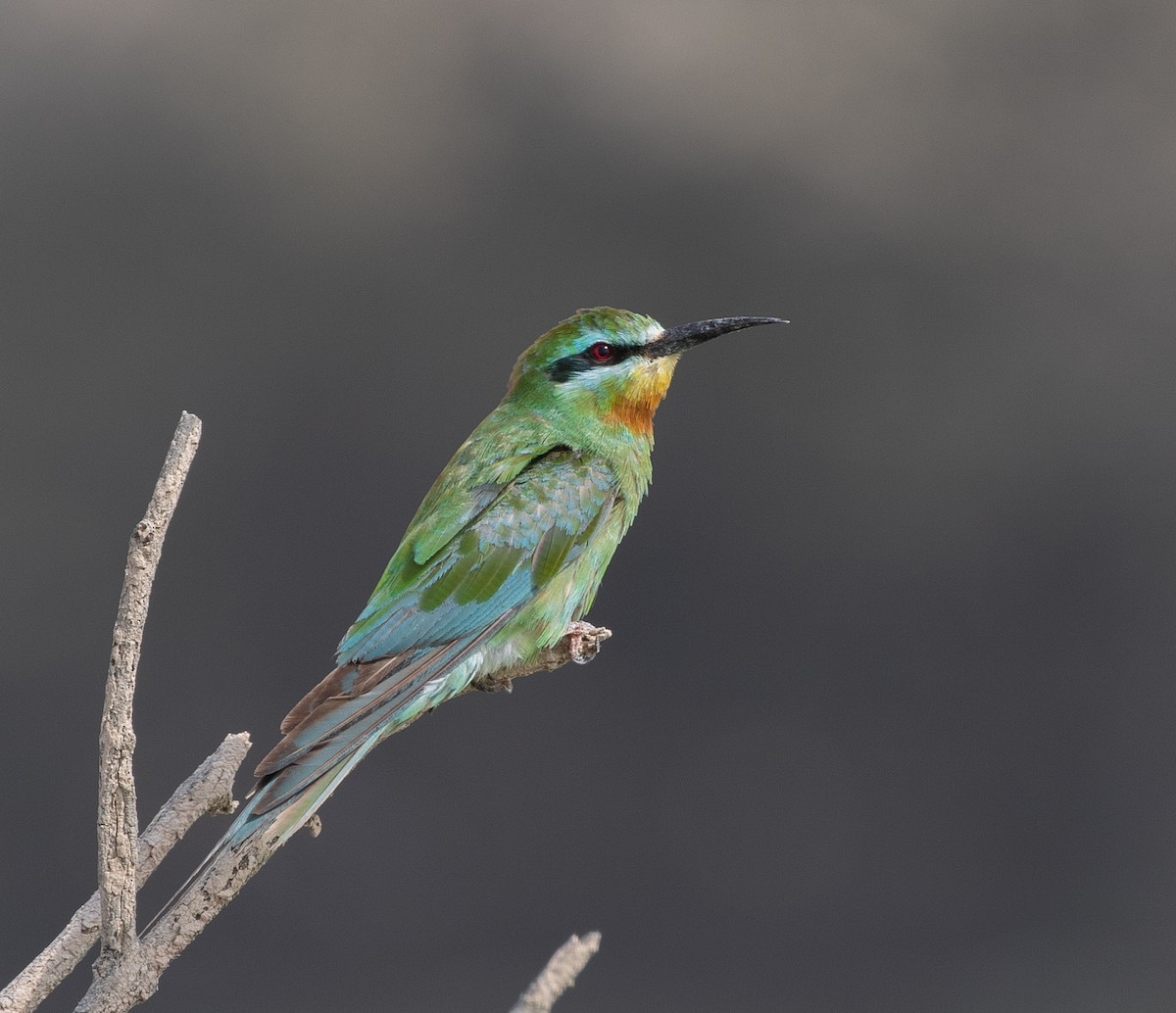 שרקרק ירוק - ML646533628