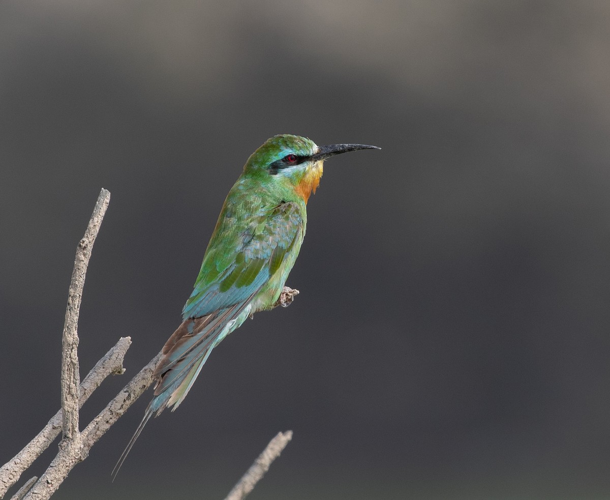 שרקרק ירוק - ML646533629