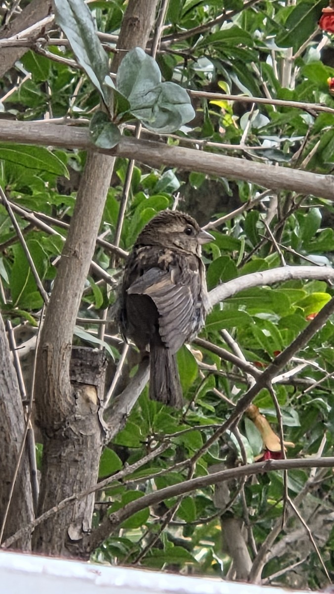 דרור הבית - ML646533631