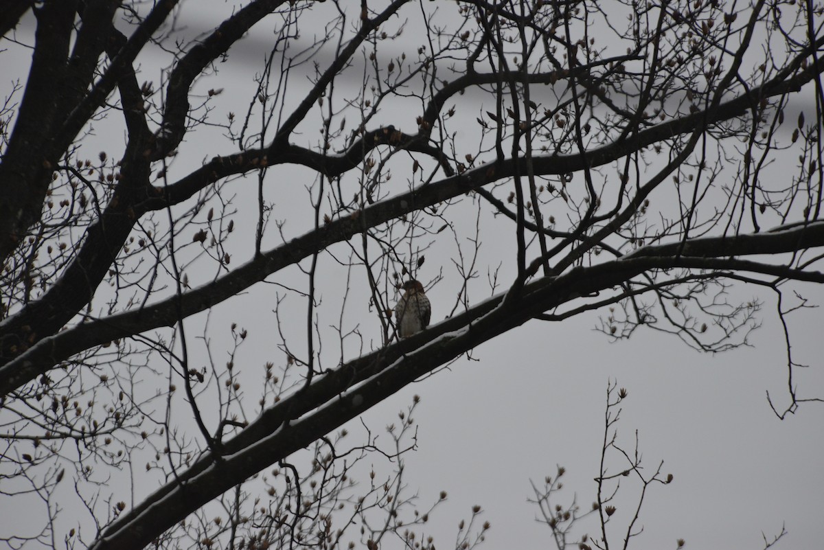 trostehauk - ML646533635