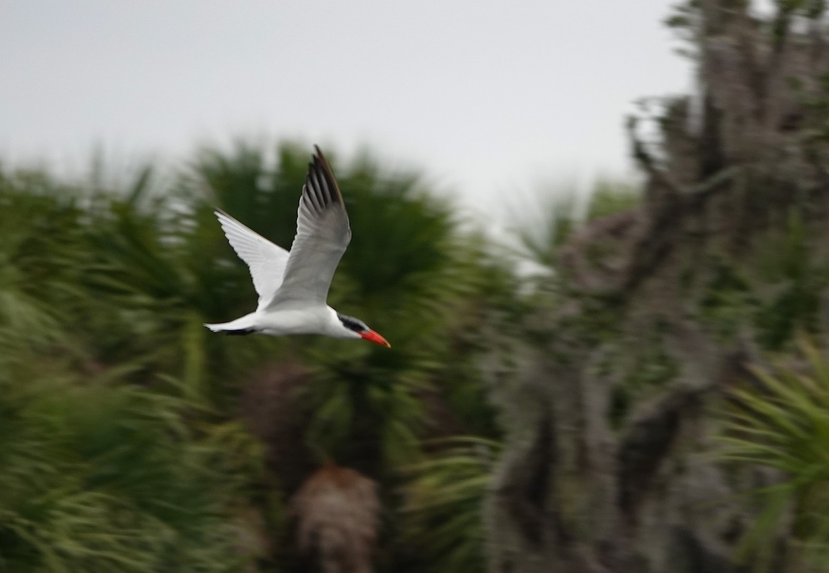 Caspian Tern - ML646533638