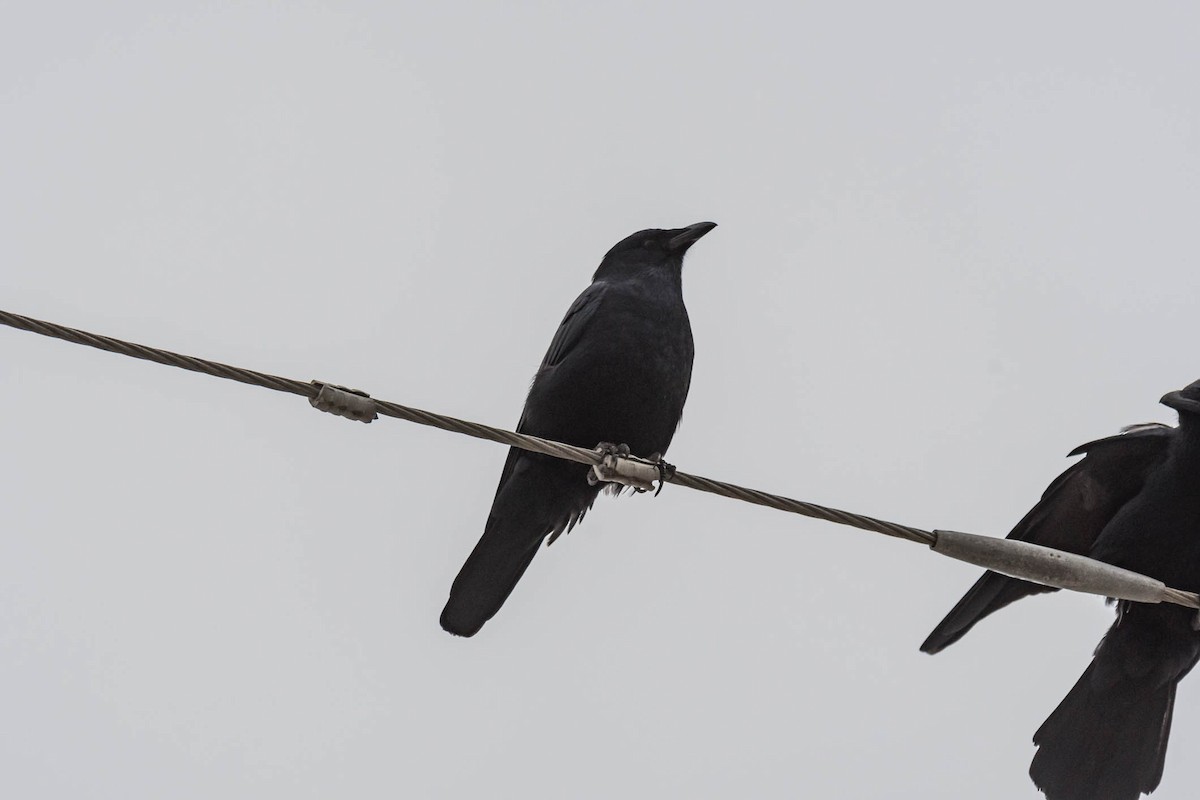 Fish Crow - ML646533639