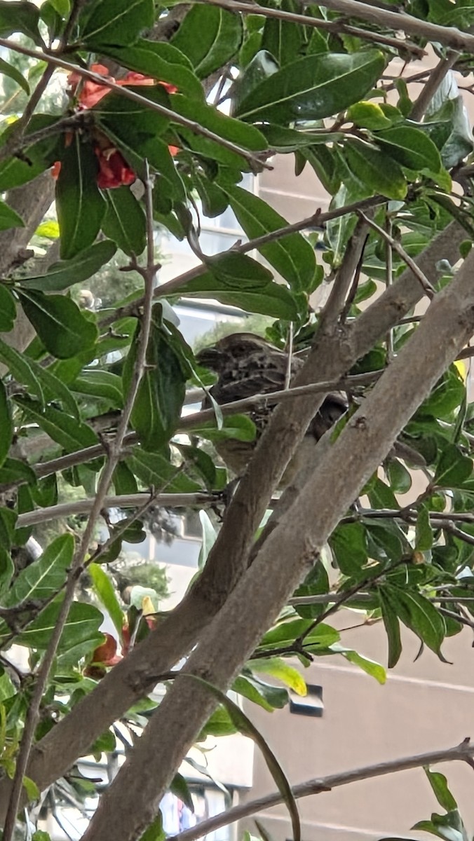 Rufous-tailed Plantcutter - ML646533640