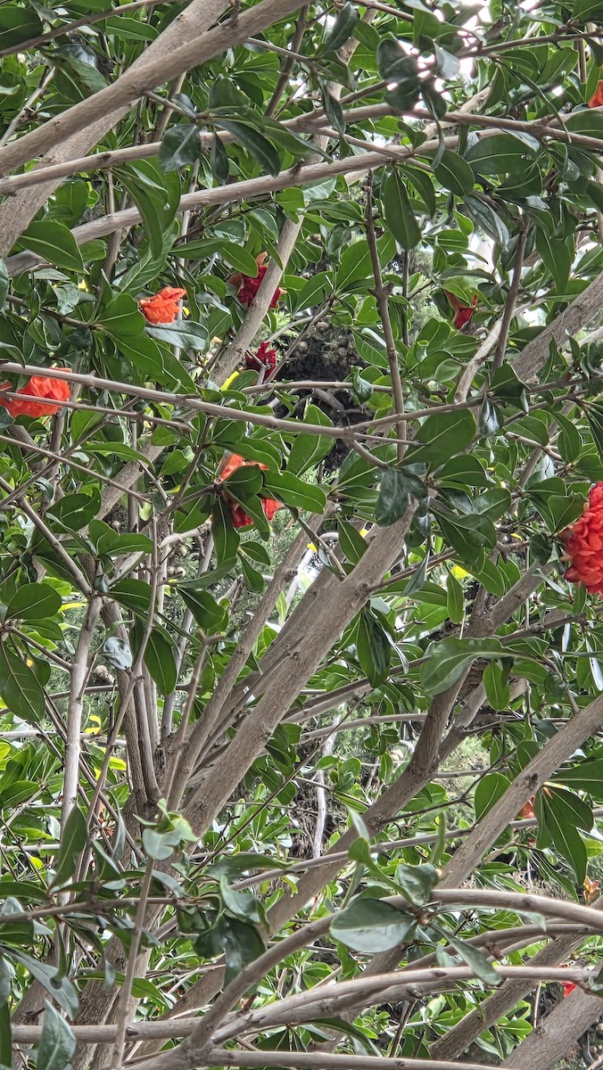 Rufous-tailed Plantcutter - ML646533641