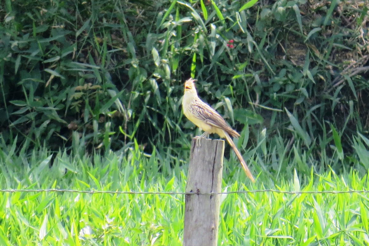 Гуира - ML646533642