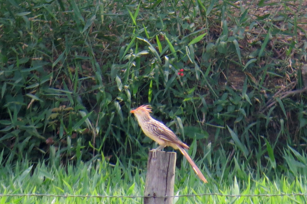 Гуира - ML646533643