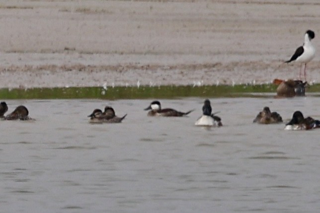 Gobbo della Giamaica - ML646533645