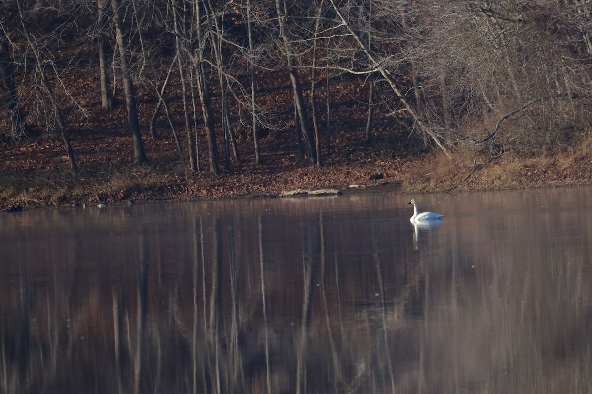 Tundra Swan - ML646533650