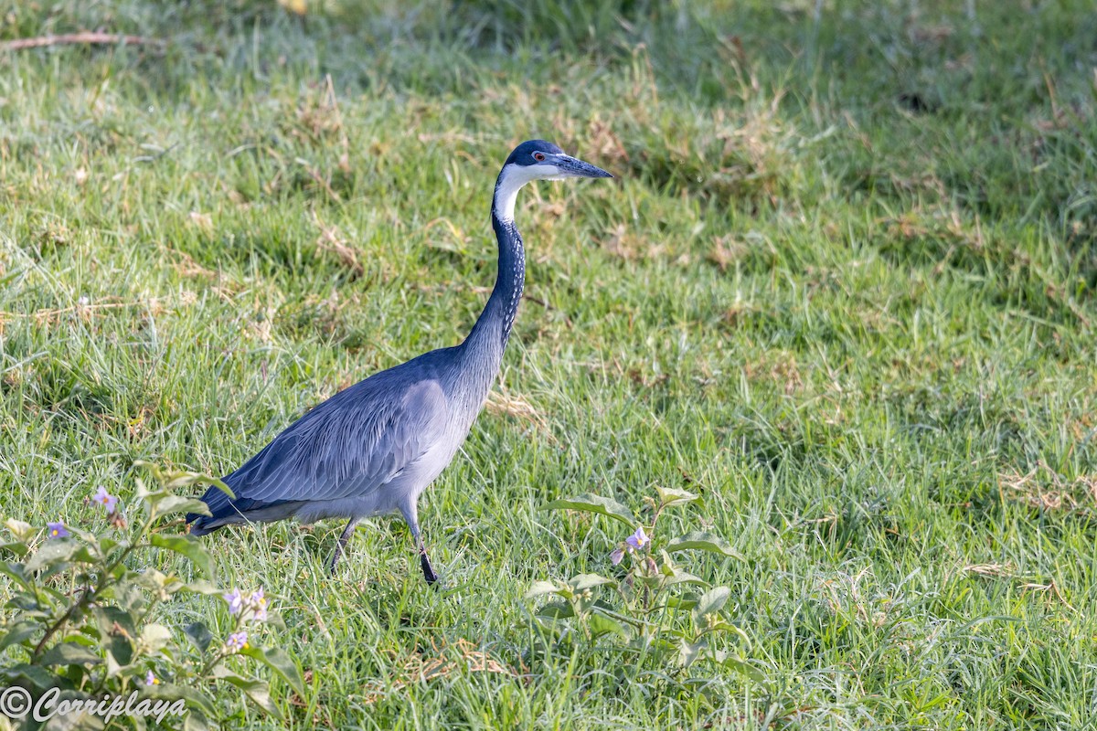 Kara Boyunlu Balıkçıl - ML646533652