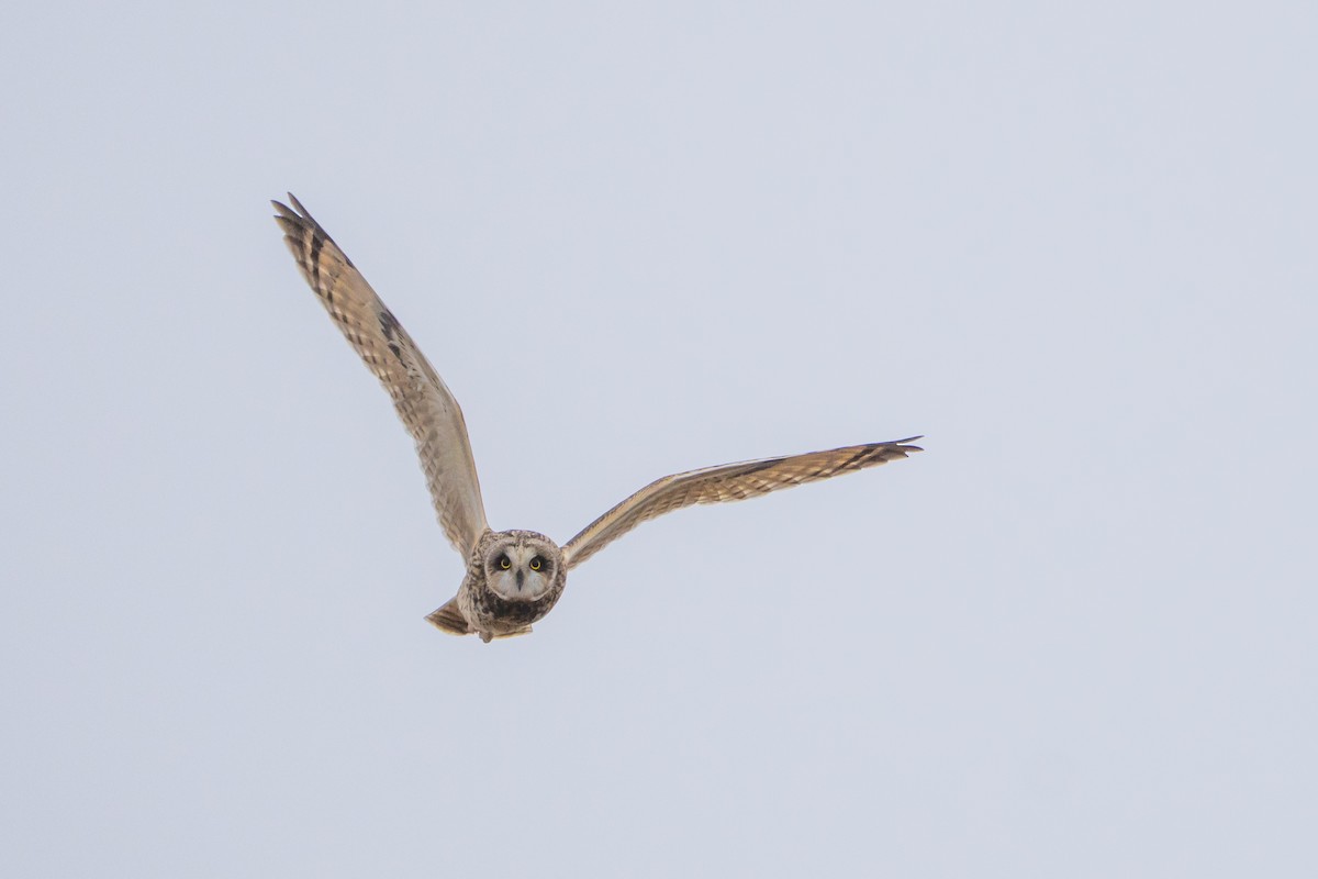 Zingira-hontza - ML646533653