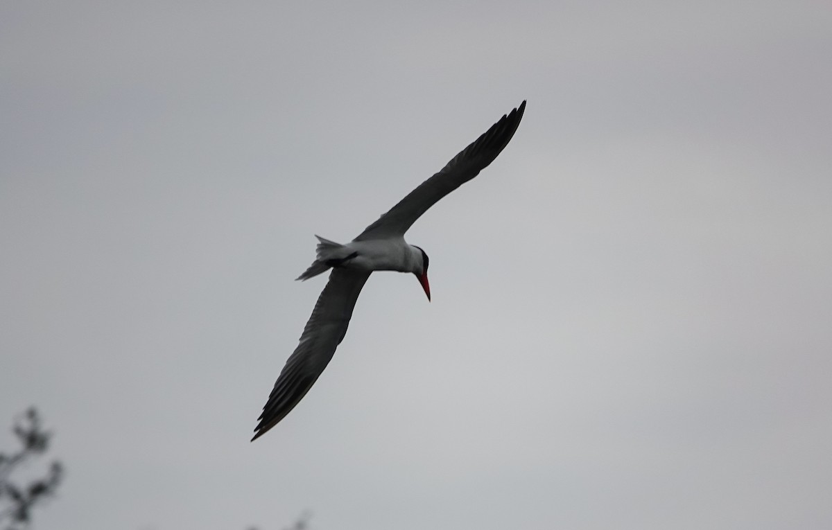 Caspian Tern - ML646533655