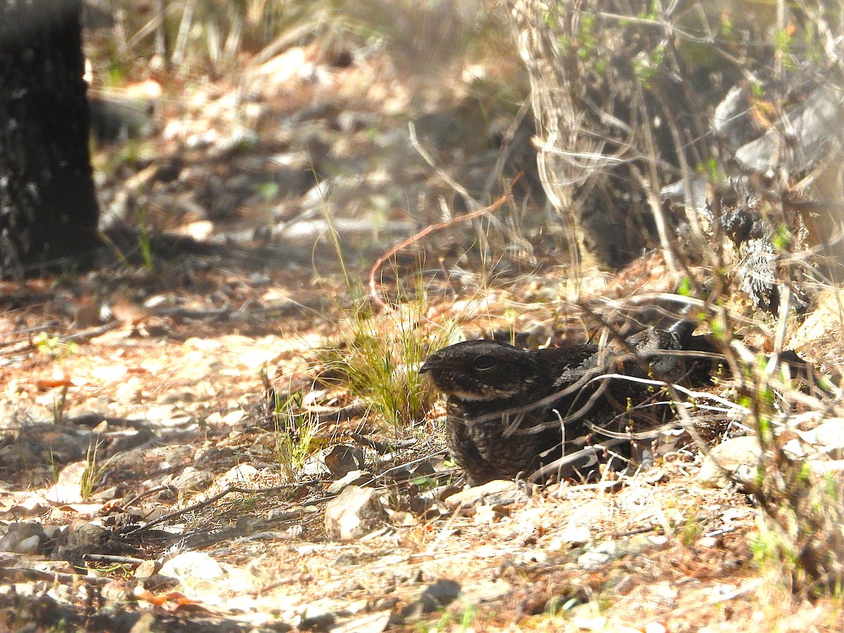 Chotacabras Bigotudo - ML646533656