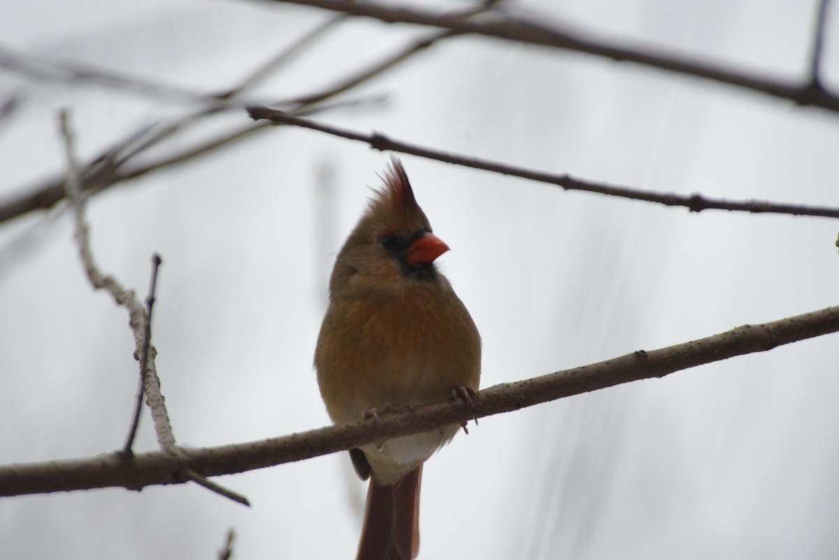 rødkardinal - ML646533660