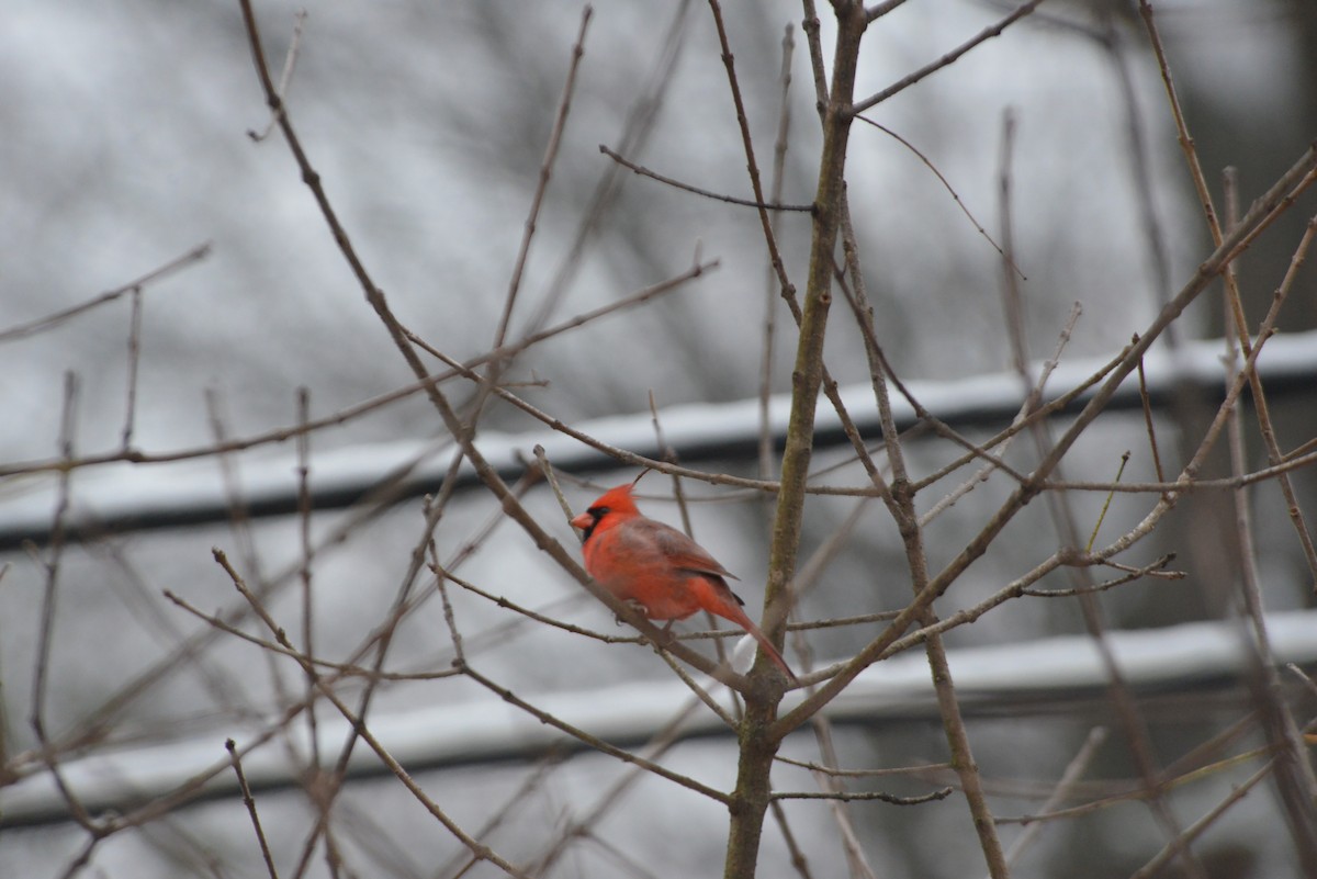 rødkardinal - ML646533662