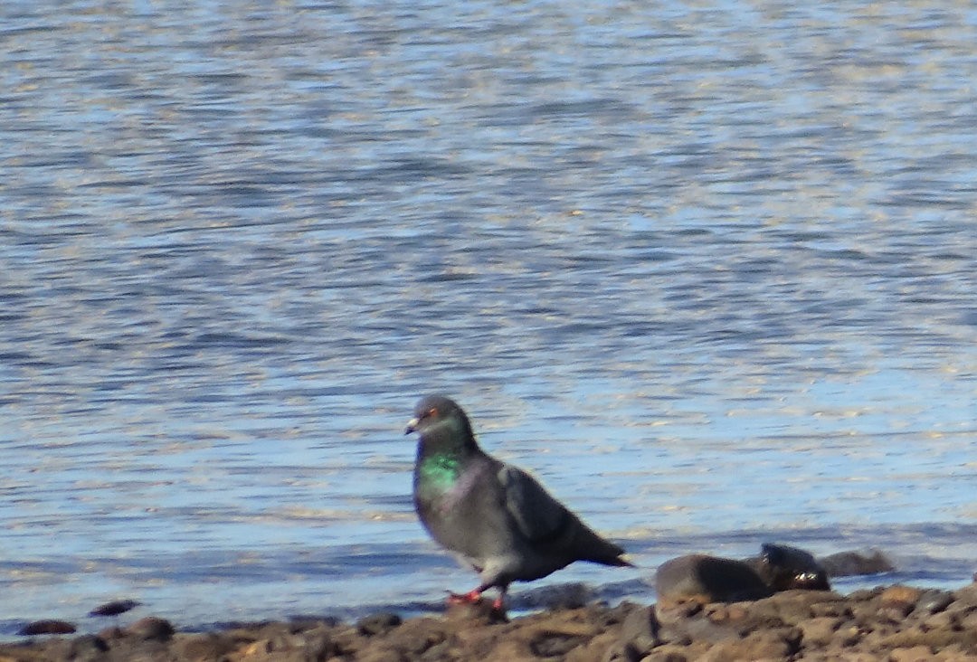 Rock Pigeon (Feral Pigeon) - ML646533664