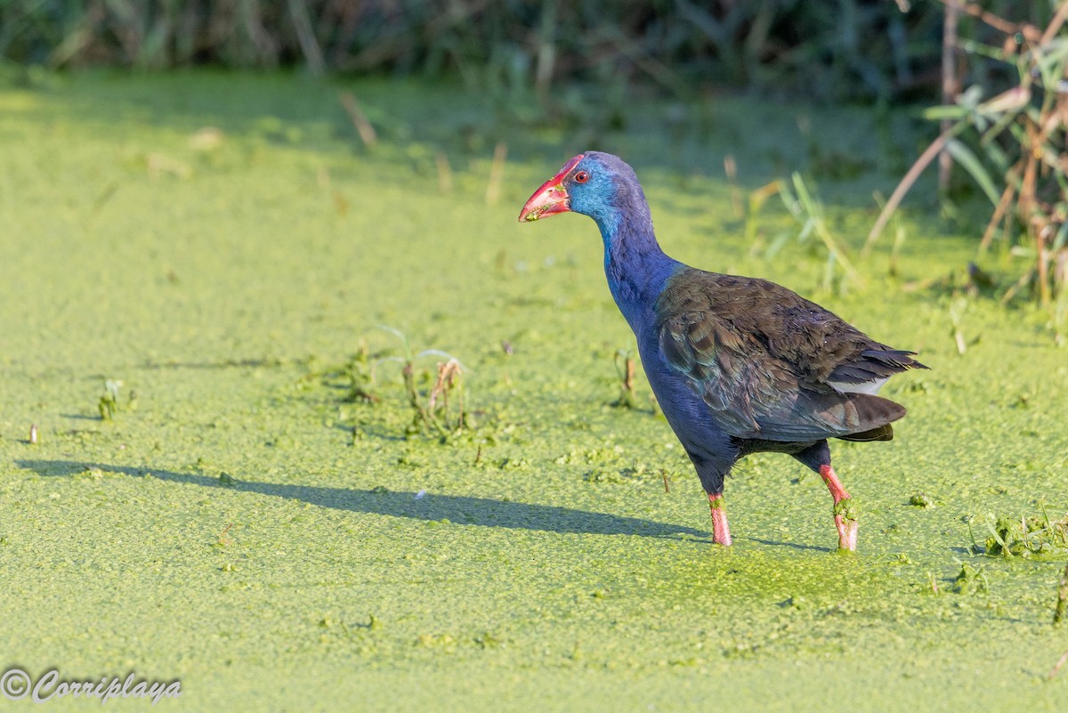 Afrika Sazhorozu - ML646533665