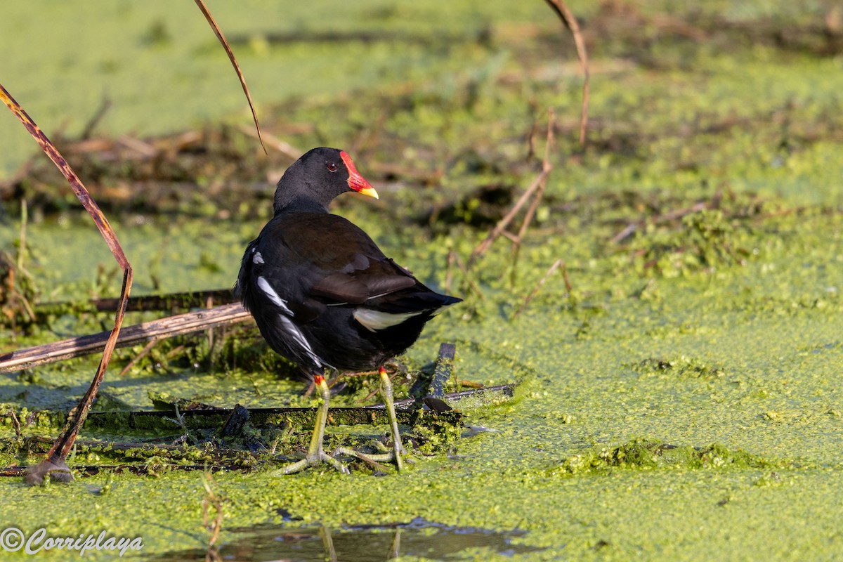 Sutavuğu - ML646533669