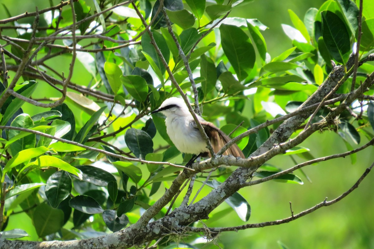 Масковый мухолов - ML646533670