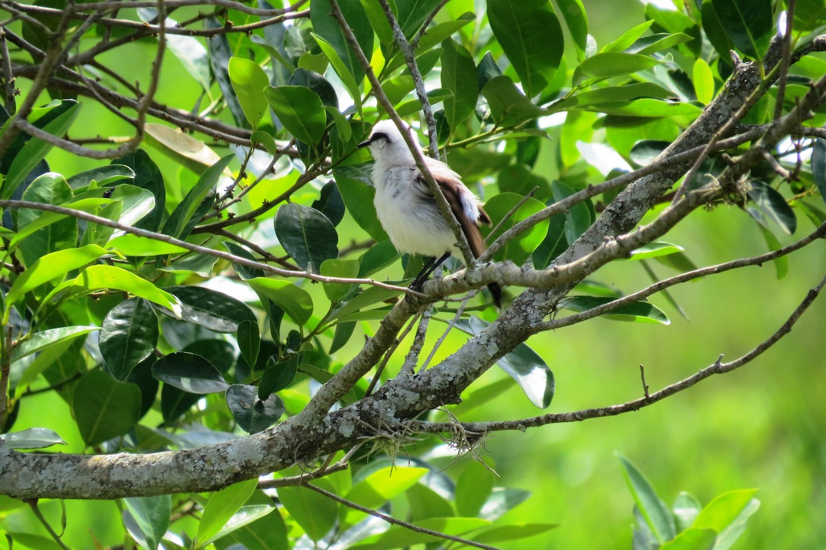 Масковый мухолов - ML646533671