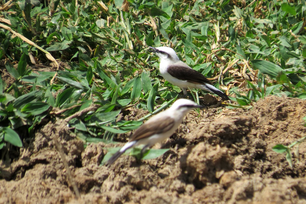 Масковый мухолов - ML646533676