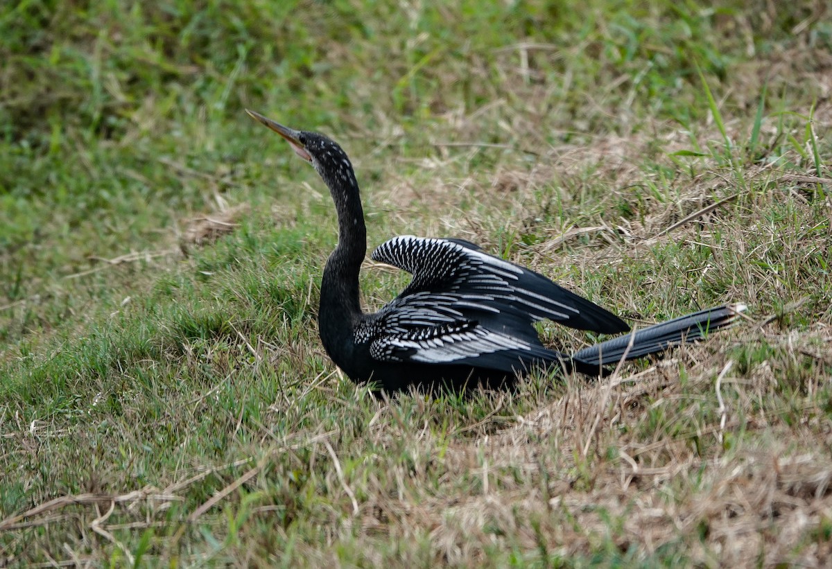 Anhinga - ML646533683